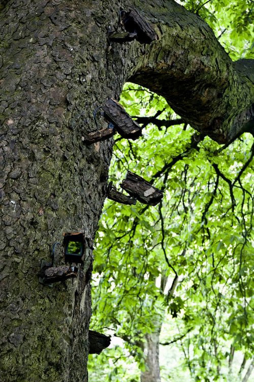CCTV Tree Infection ©&nbsp;Mobstr (New Castle Upon Tyne, 2009)